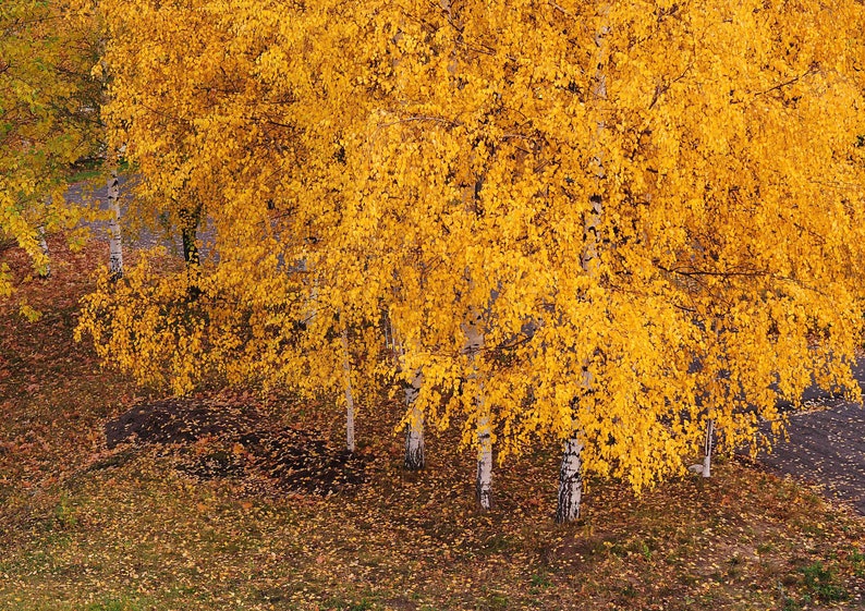 White Paper Birch Tree Betula Papyrifera Seeds image 2