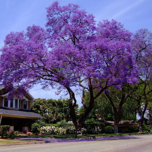 Blue Jacaranda Tree (Jacaranda Mimosaefolia) Seeds