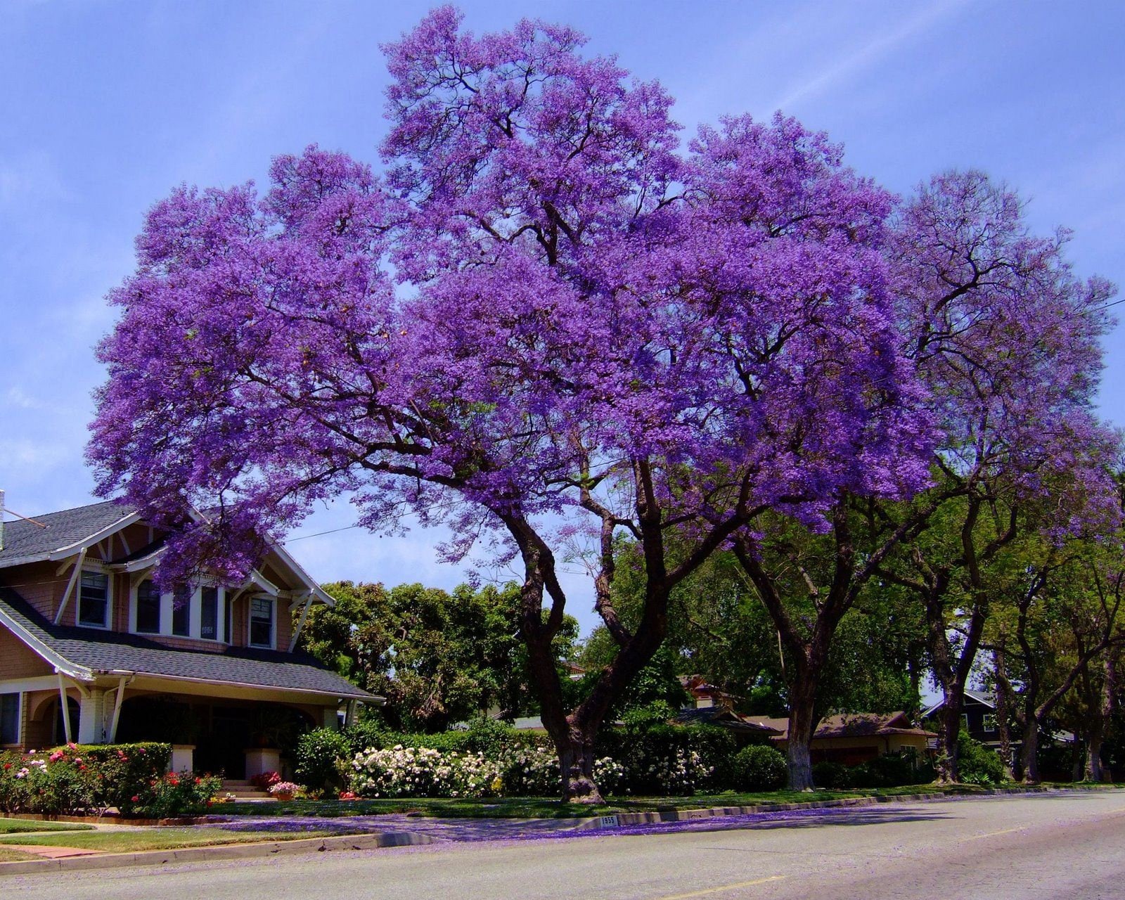 Blue Jacaranda Tree jacaranda Mimosaefolia Seeds Etsy