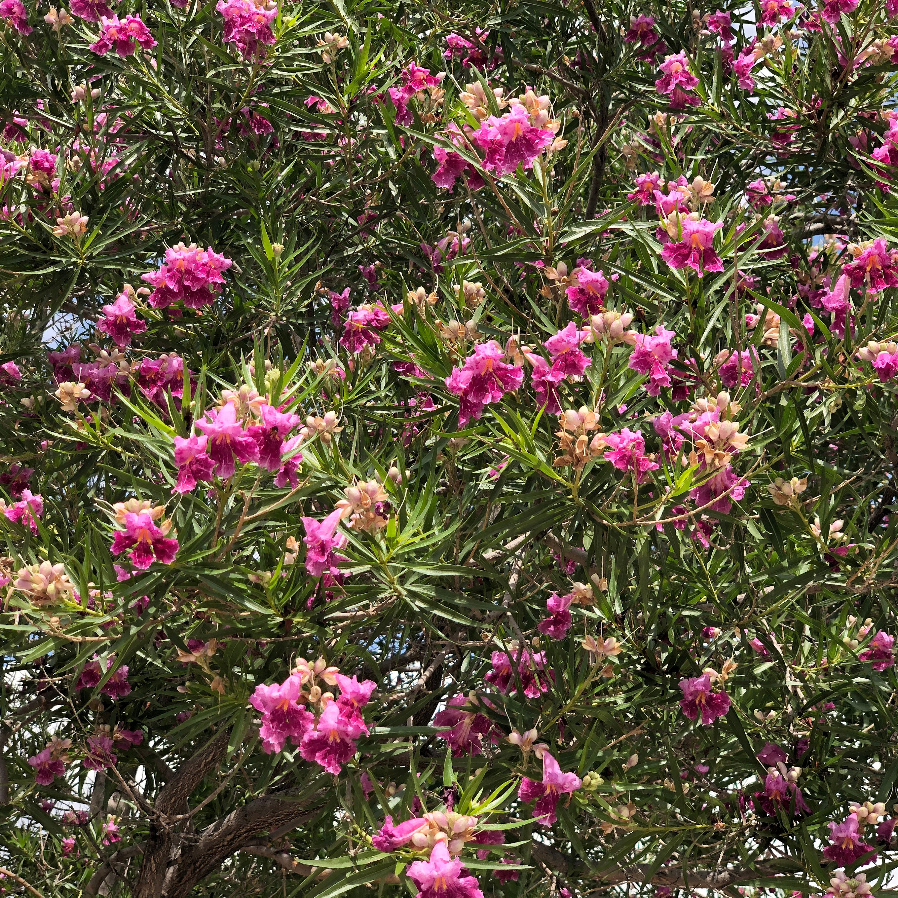 desert willow tree austin texas