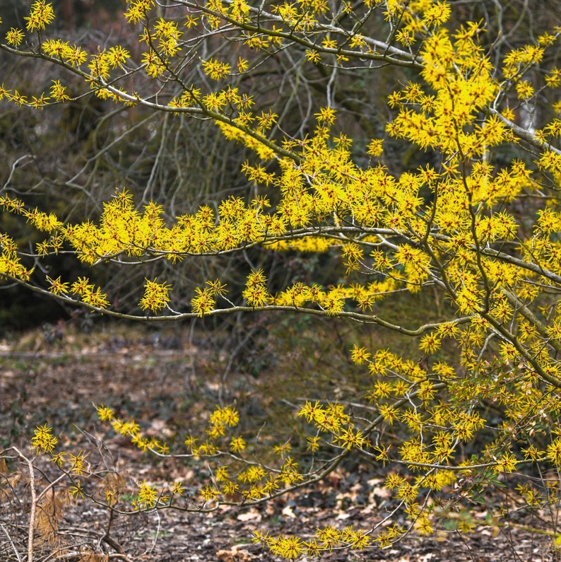 Witch Hazel Tree Hamamelis Virginiana Seeds image 4