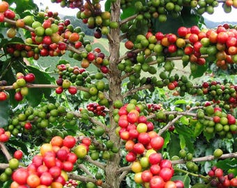 Organic Arabica Coffee Plant Seeds - South FL Variety