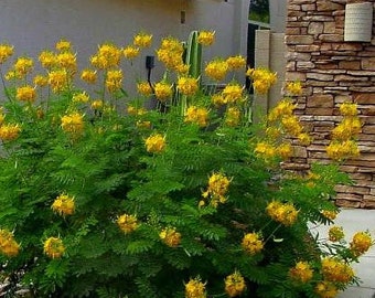 Orgullo Amarillo de Barbados (Caesalpinia Lutea) Semillas