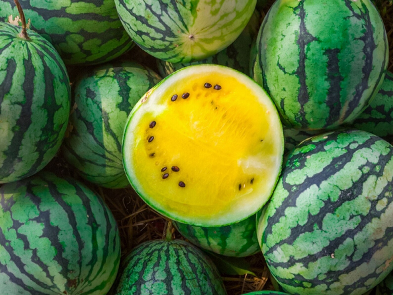 Organic Golden Honey Watermelon Plant citrullus Lanatus Etsy