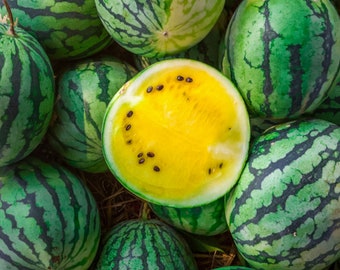 オーガニックゴールデンハニースイカ（Citrullus Lanatus）の種子