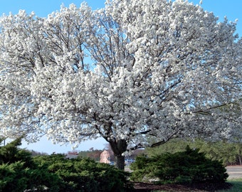 Ozark Spring Flowering Dogwood Tree (Cornus Florida 'Ozark Spring') Seeds - NEW FOR 2024