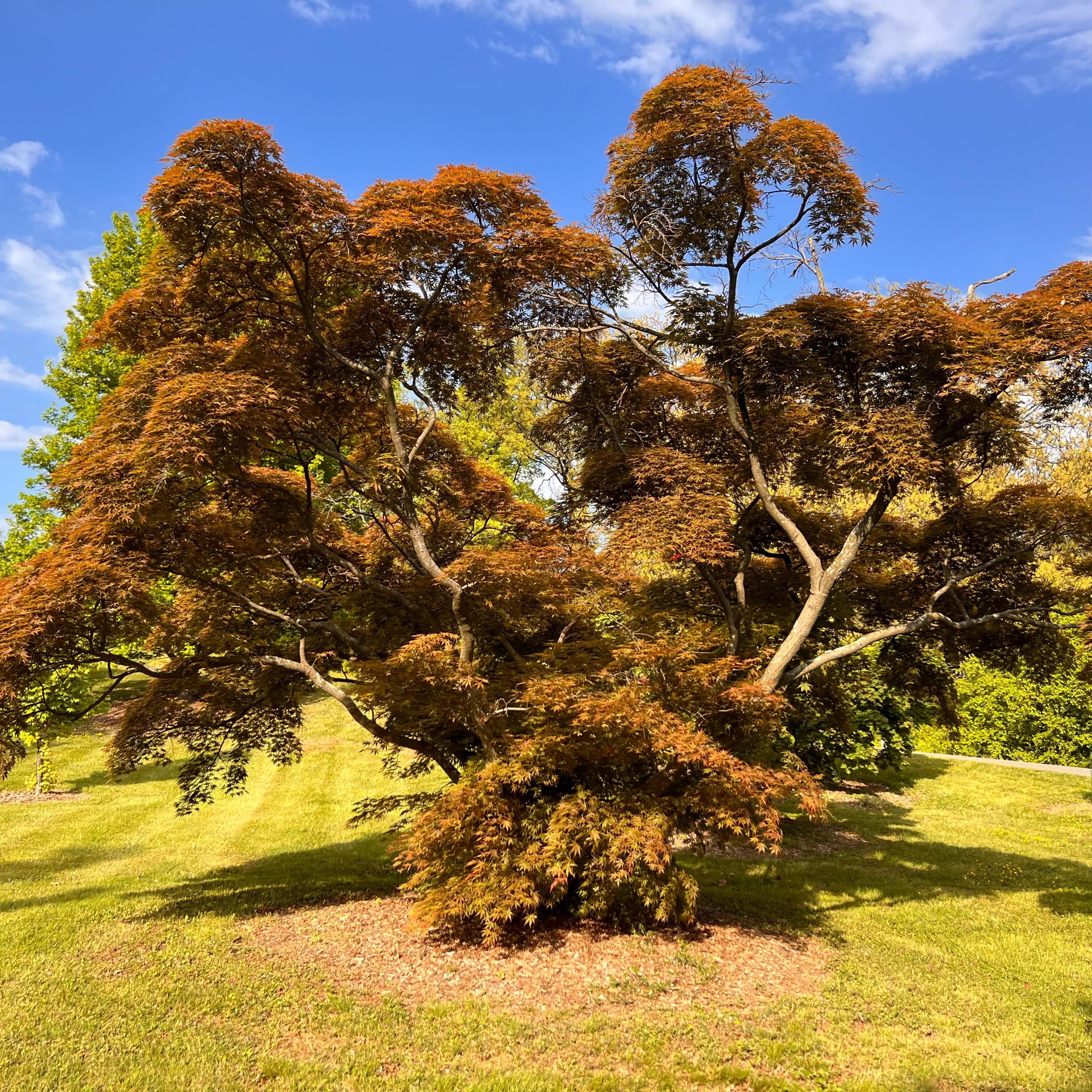 maple.tree rest_1_6_16591.webp