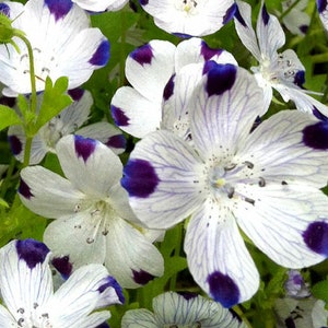 Five Spot Flower Nemophila Maculata Seeds image 2