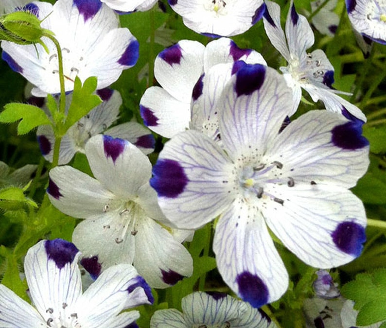 Five Spot Flower Nemophila Maculata Seeds image 2