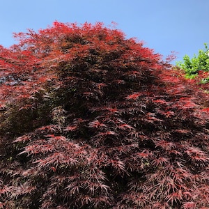 Garnet Tower Japanese Maple Tree (Acer Palmatum Matsumurae &#39;Garnet&#39;) Seeds