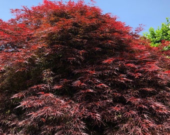 May include: A close-up of a red Japanese maple tree with delicate, feathery leaves. The tree is in full bloom, with the leaves covering the entire frame of the image.