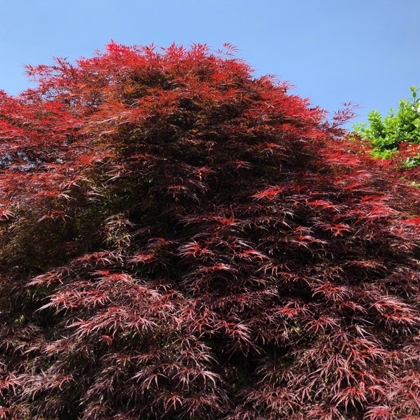 Garnet Tower Japanese Maple Tree (Acer Palmatum Matsumurae 'Garnet') Seeds