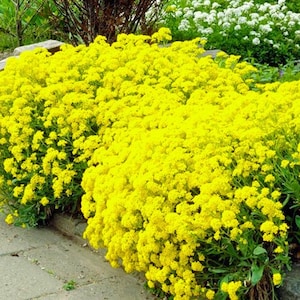 Alyssum Basket of Gold Ornamental Groundcover Aurinia Saxatilis Seeds image 1