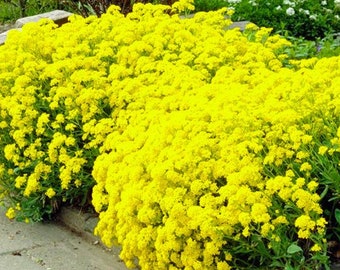 Alyssum "Basket of Gold" Ornamental Groundcover (Aurinia Saxatilis) Seeds