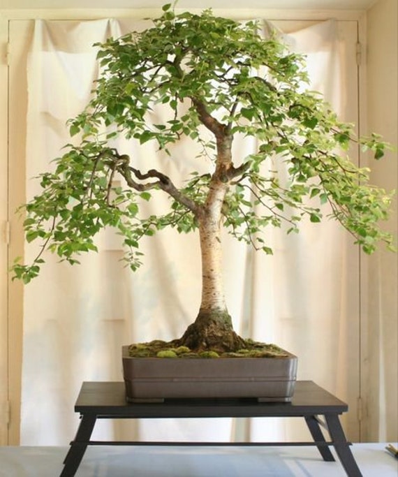 bonsai zirbe Juniper 