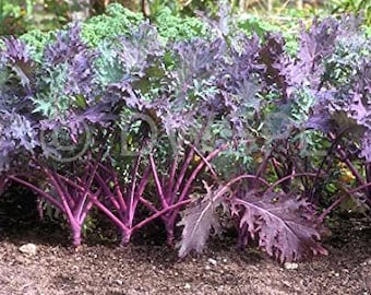 Organic Russian Kale Plant (Brassica Napus Va Pabularia) Seeds