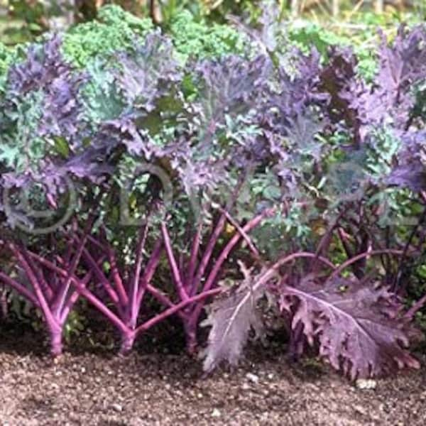 Organic Russian Kale Plant (Brassica Napus Va Pabularia) Seeds