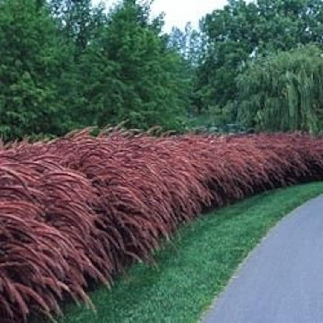 Red Fountain Ornamental Grass pennisetum Setaceum Rubrum Seeds Etsy