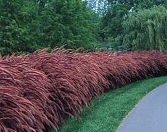 Red Fountain Ornamental Grass (Pennisetum Setaceum Rubrum) Seeds