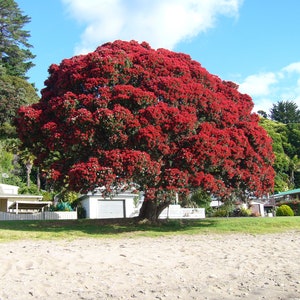 Pohutukawa Red Christmas Tree Metrosideros Excelsa Seeds image 3