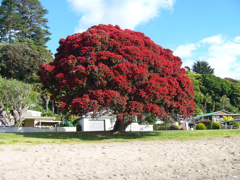 Pohutukawa Red Christmas Tree Metrosideros Excelsa Seeds image 3