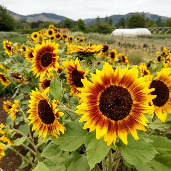 Semi di pianta di girasole Anello di fuoco Helianthus annuus. -  Italia