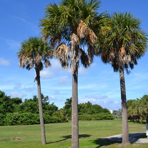 Sabal Cabbage Palm Tree (Sabal Palmetto) Seeds