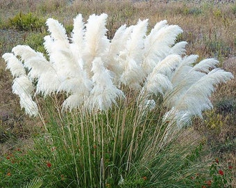 White Pampas Ornamental Grass (Cortaderia Selloana 'Alba') Seeds