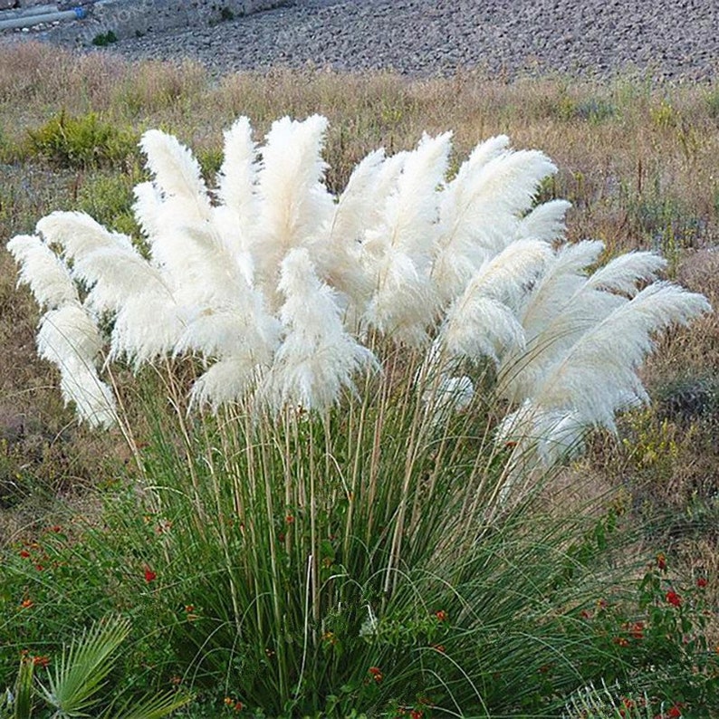 White Pampas Ornamental Grass Cortaderia Selloana 'Alba' Seeds image 1