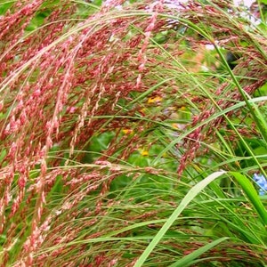 May include: A close-up of a tall, green grass with reddish-brown seed heads. The grass is blowing in the wind, creating a soft, feathery effect.