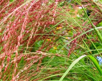 Violet Panic Ornamental Grass (Panicum Violaceum) Seeds