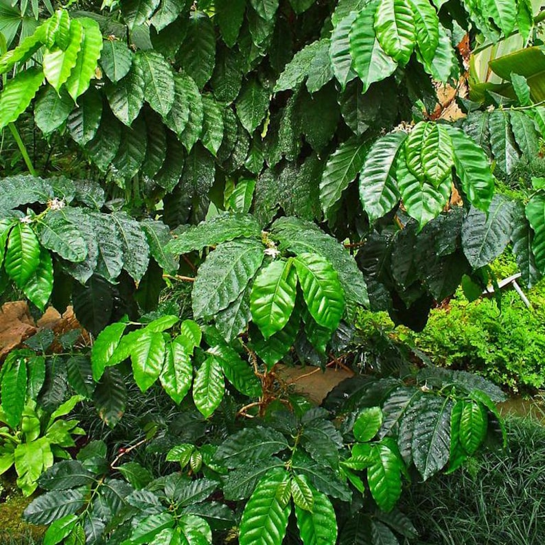 May include: A close-up of a coffee plant with lush green leaves and white flowers. The plant is growing in a garden setting.