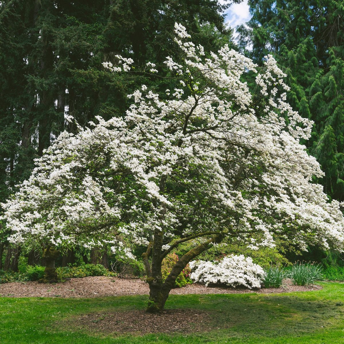 Cherokee Princess Flowering Dogwood Tree (cornus Florida 'cherokee ...