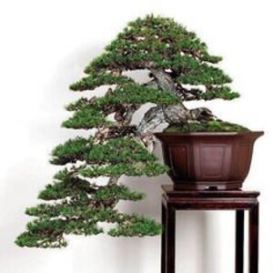 Huangshan Pine Tree Pinus Hwangshanensis Seeds image 2
