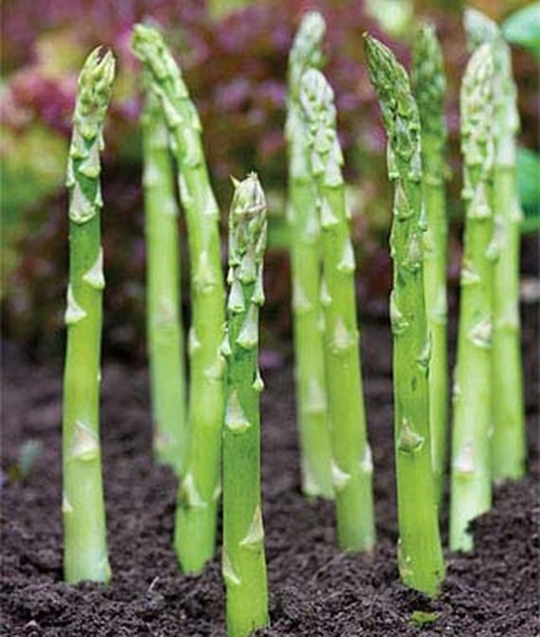 Organic Mary Washington Asparagus Plant asparagus Officinalis Seeds Etsy