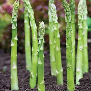 Organic Mary Washington Asparagus Plant (Asparagus Officinalis) Seeds