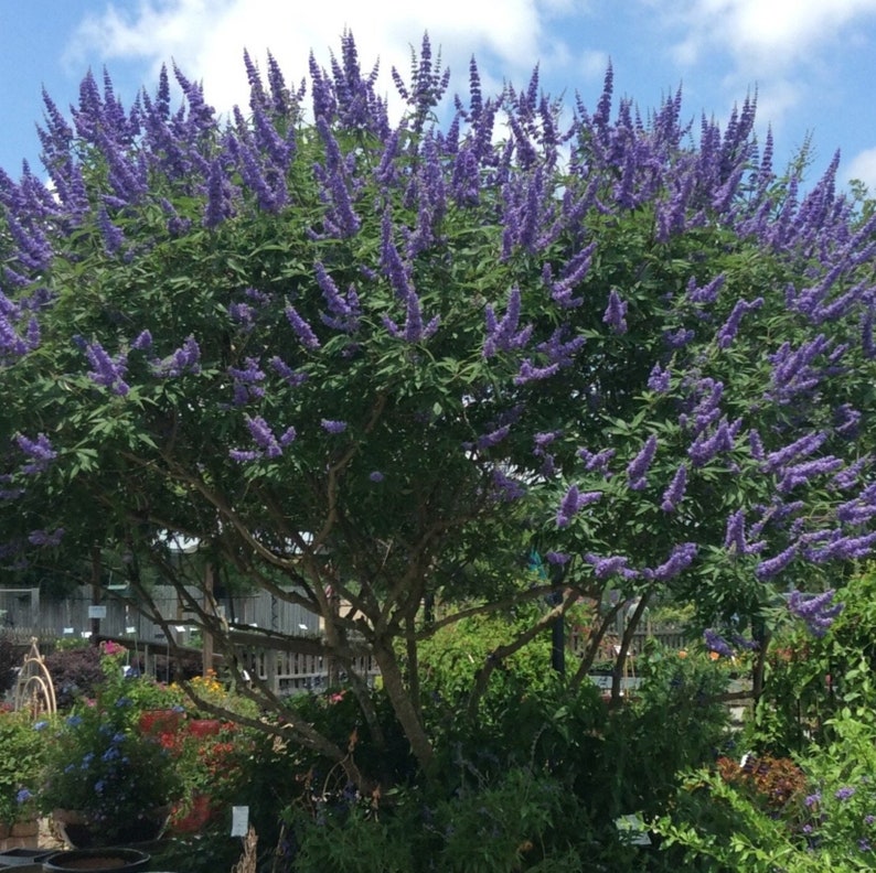 Chaste Tree Vitex Agnus-Castus Seeds image 1