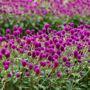 Purple Gomphrena Flower (Gomphrena Globosa) Seeds