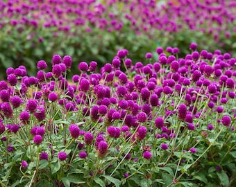 Flor de Gomphrena Púrpura (Gomphrena Globosa) Semillas