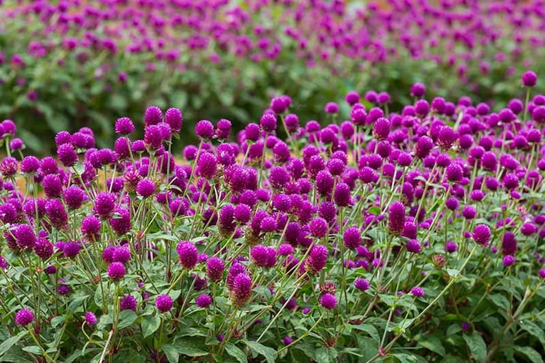 Purple Gomphrena Flower Gomphrena Globosa Seeds image 1