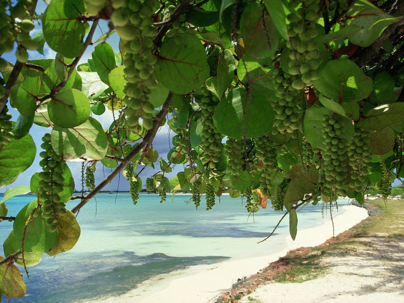 Sea Grape Tree Coccoloba Uvifera Seeds image 2