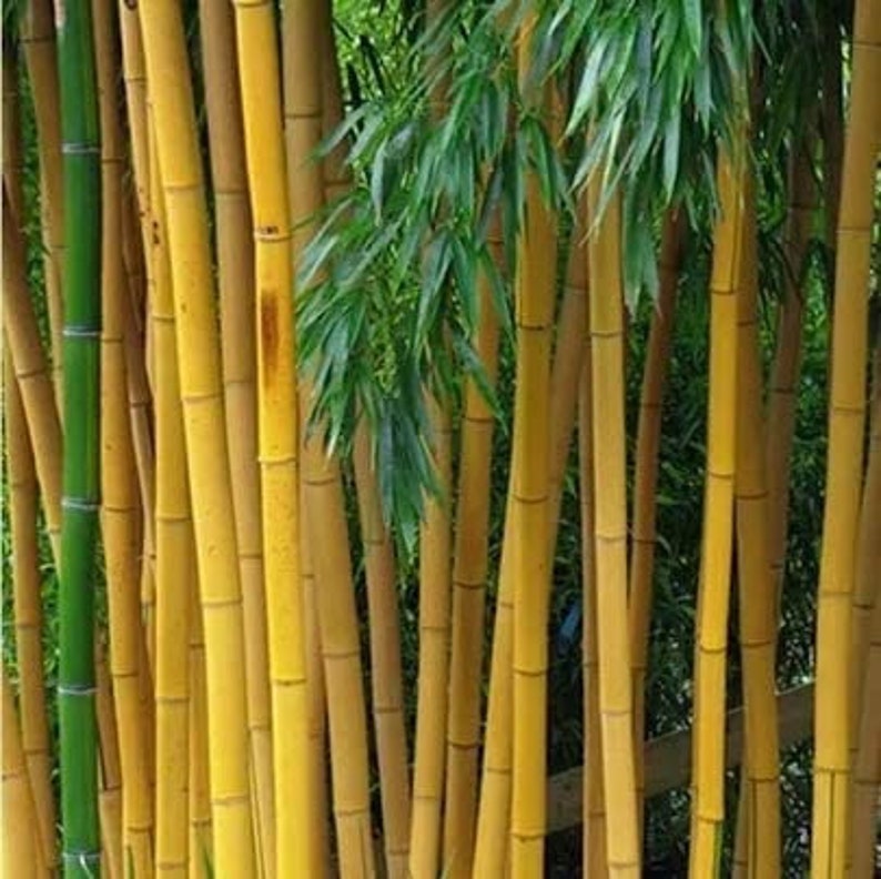 Golden Bamboo Plant Seeds Etsy