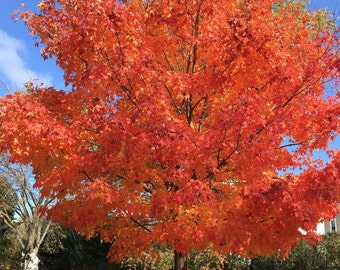 Shantung Maple Tree (Acer Truncatum) Seeds