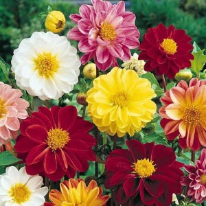 Dahlia "Unwin Dwarf" Flower (Dahlia Variabilis) Seeds