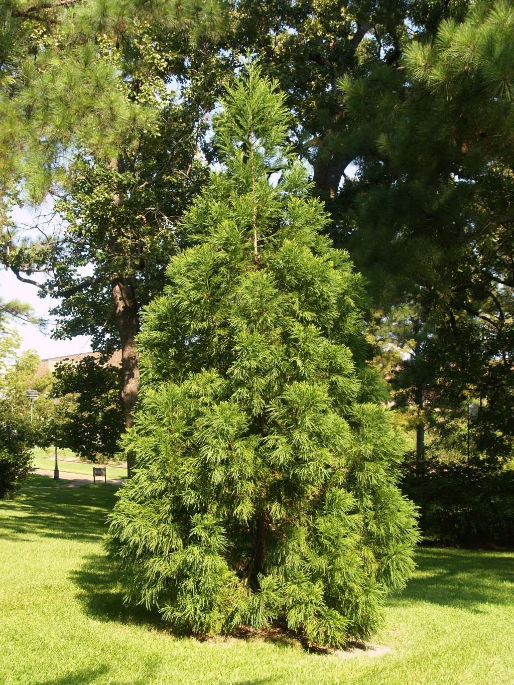 スギ（Cryptomeria Japonica）の種子 - Etsy 日本