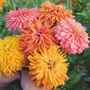 Giant Cactus Zinnia Flower (Zinnia Elegans) Seeds