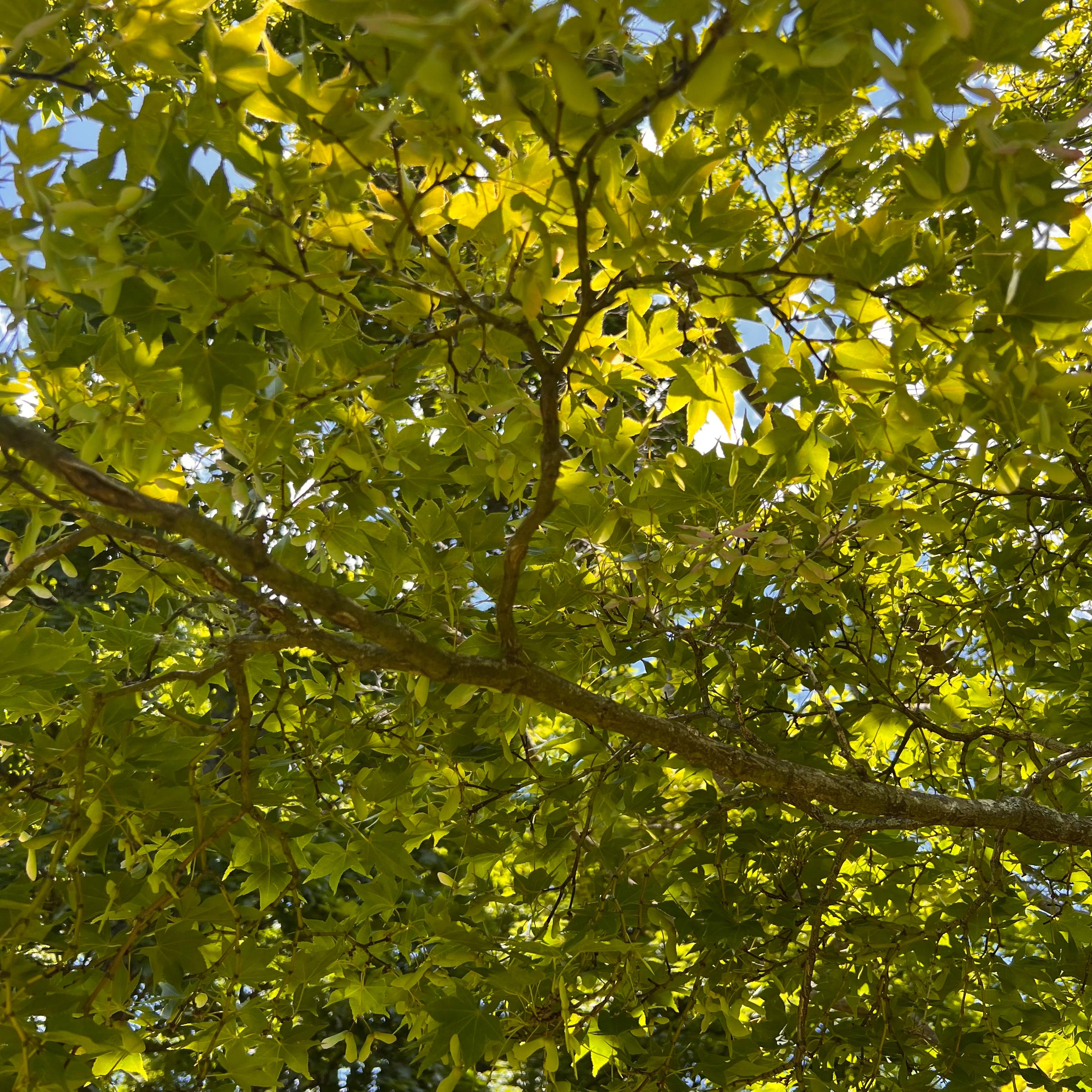 Nomura-nishiki Japanese Maple Tree (acer Palmatum 'nomura-nishiki