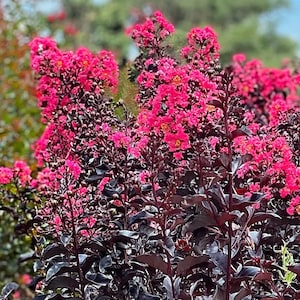 Black Diamond &#39;Mystic Magenta&#39; Crepe Myrtle Tree (Lagerstroemia Indica &#39;Mystic Magenta&#39;) Seeds - NEW FOR 2024