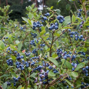 Organic Highbush Blueberry Vaccinium Corymbosum Seeds image 3