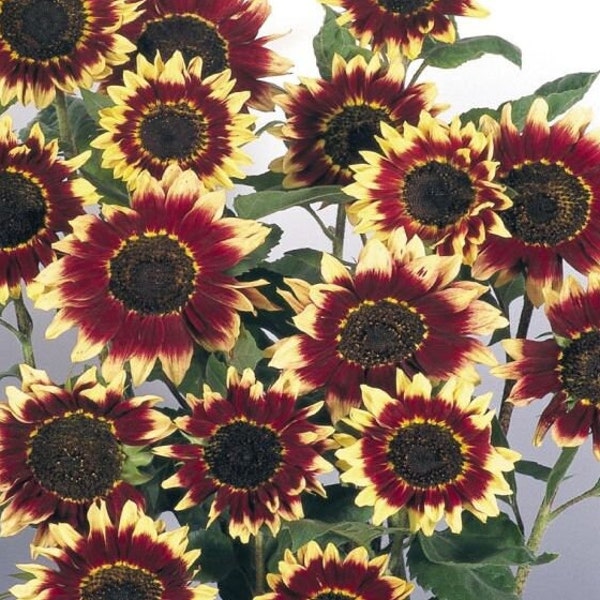 Florenza Sunflower Plant (Helianthus Annuus) Seeds